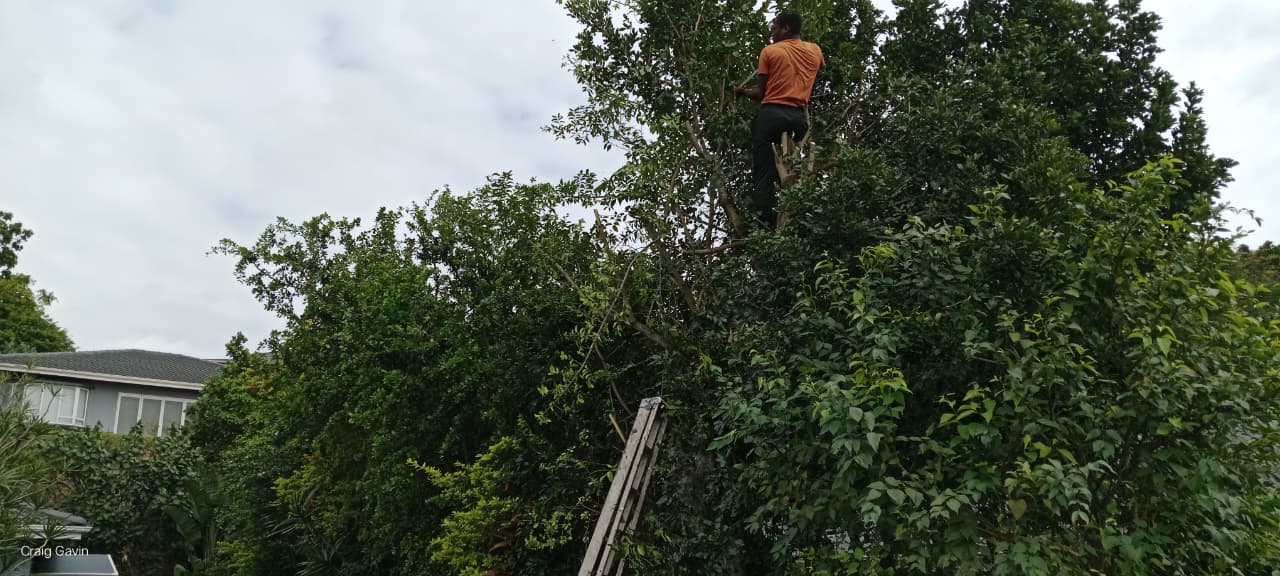 Site clearing and tree work